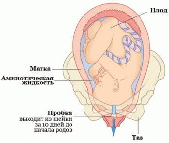 Как выглядит и отходит слизистая пробка при беременности