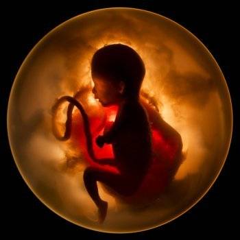 эмбрион орви фото