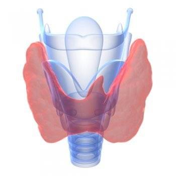 щитовидная железа фото