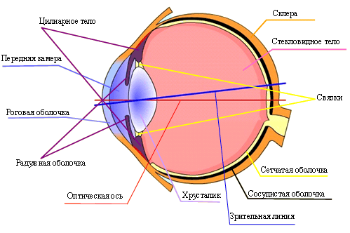 Глаз и зрение физика 9. Глаз как оптическая система схема. Строение глаза с точки зрения физики. Глаз как оптическая система физика схема. Строение глаза анатомия оптическая система.