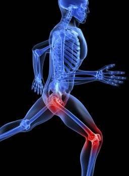 Из каких костей и мышц состоит нога человека, какие функции выполняет