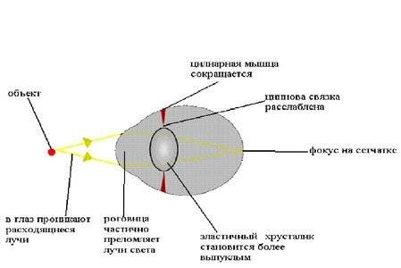 Аккомодация глаза рисунок