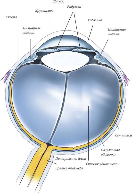 Роговица глаза что это такое картинка