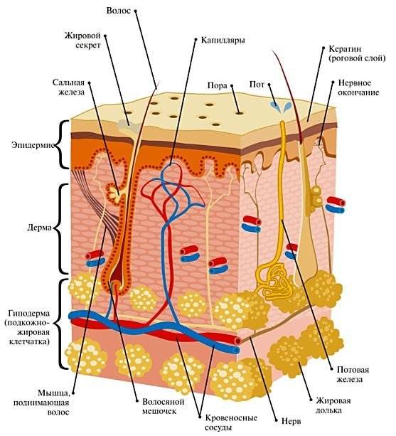 Слои кожи схема
